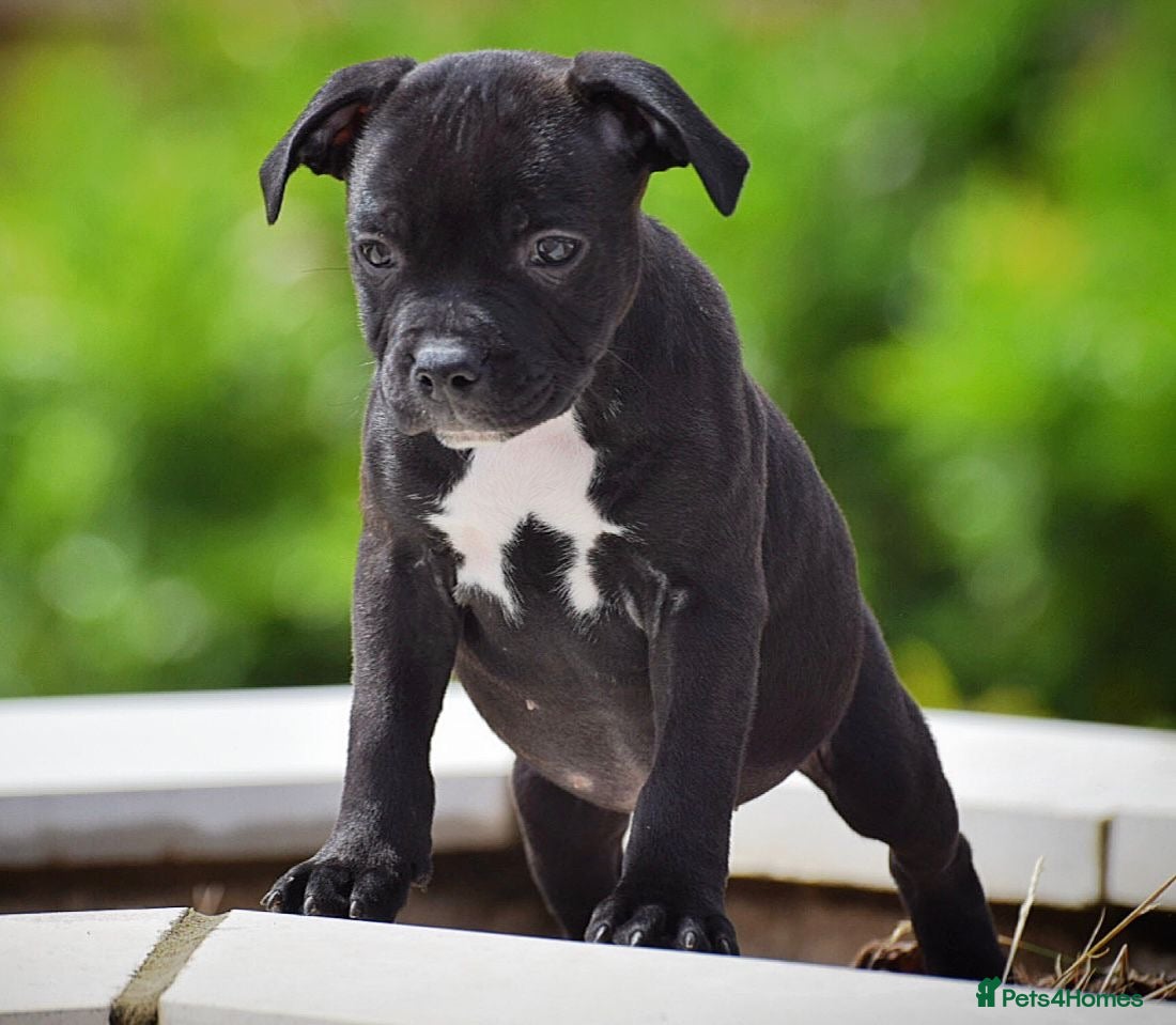 Staffordshire Bull Terrier dogs 24 years experience, 5⭐️rated licensed registered. - Advert 6