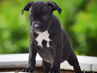 Staffordshire Bull Terrier dogs 24 years experience, 5⭐️rated licensed registered. - Advert 3