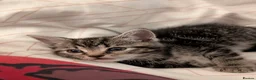 Mixed Breed cats for sale: Beautiful tabby kitten  in Birmingham - Advert 5