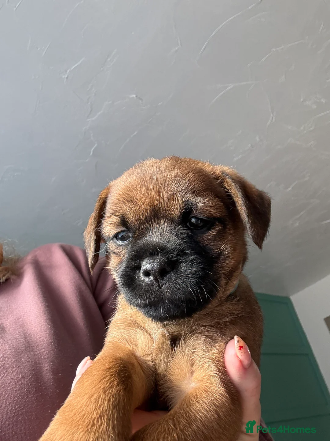 Border Terrier dogs for sale: Border Terriers 4 girls 3 boys  - Advert 9