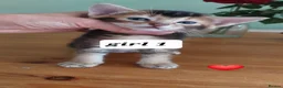 Abyssinian cats for sale: Beautiful mixed breed kittens  - Advert 7