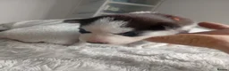Siberian Husky dogs for sale: Stunning Siberian Husky Puppies – Blue Eyes - Advert 17