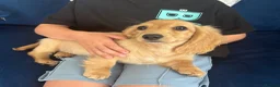 Miniature Dachshund dogs for sale: Pure Cream female mini dachshund  - Advert 3