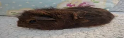 Guinea Pig rodents for sale: Lovely Young Guinea-Pigs Ready Now  - Advert 6