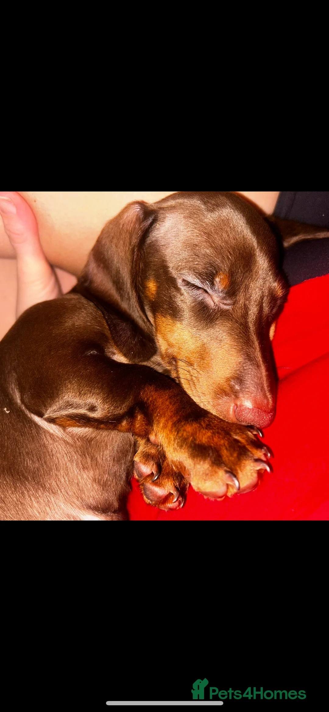 Miniature Dachshund dogs for sale: Mini Daschund  - Advert 2