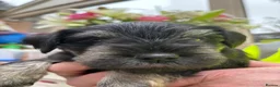 Miniature Schnauzer dogs for sale: Stunning Puppies - Advert 14