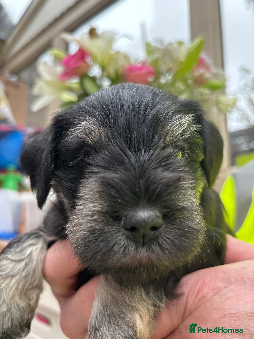 Miniature Schnauzer dogs for sale: Stunning Puppies - Advert 14