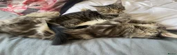 Mixed Breed cats for sale: Famale - Advert 8