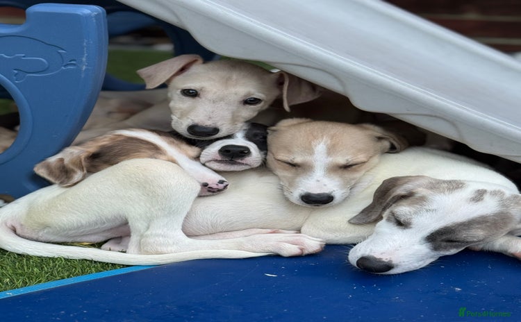 Lurcher dogs - Advert 3