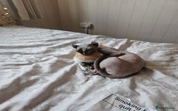 Mixed Breed cats for sale: Half sphynx half calico  - Image 3