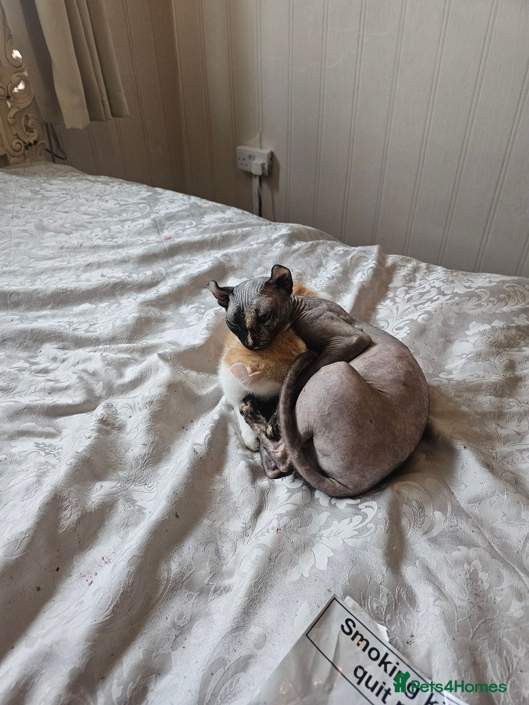 Mixed Breed cats for sale: Half sphynx half calico  - Image 3