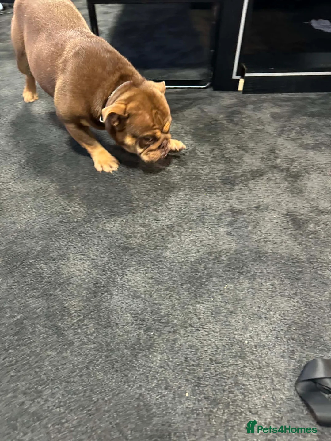 English Bulldog dogs for sale: Female English bulldog looking for a loving home. - Advert 8