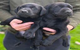Labrador Retriever dogs for sale: Black Labrador puppies - Image 11
