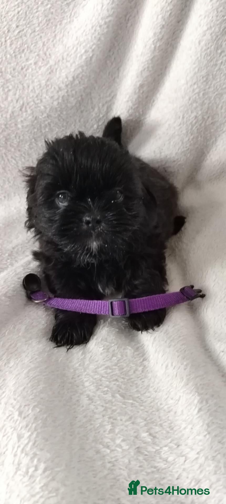 Shih Tzu dogs Shiz tzu pups - Advert 15