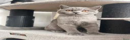 British Shorthair cats for sale: Gccf registered British Blue boy - Advert 2