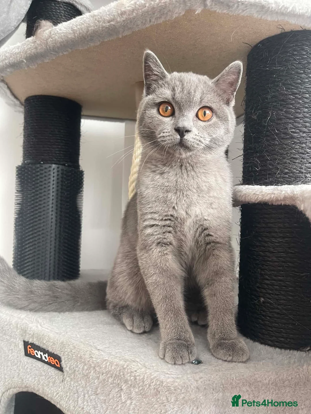 British Shorthair cats for sale: Gccf registered British Blue boy - Advert 2
