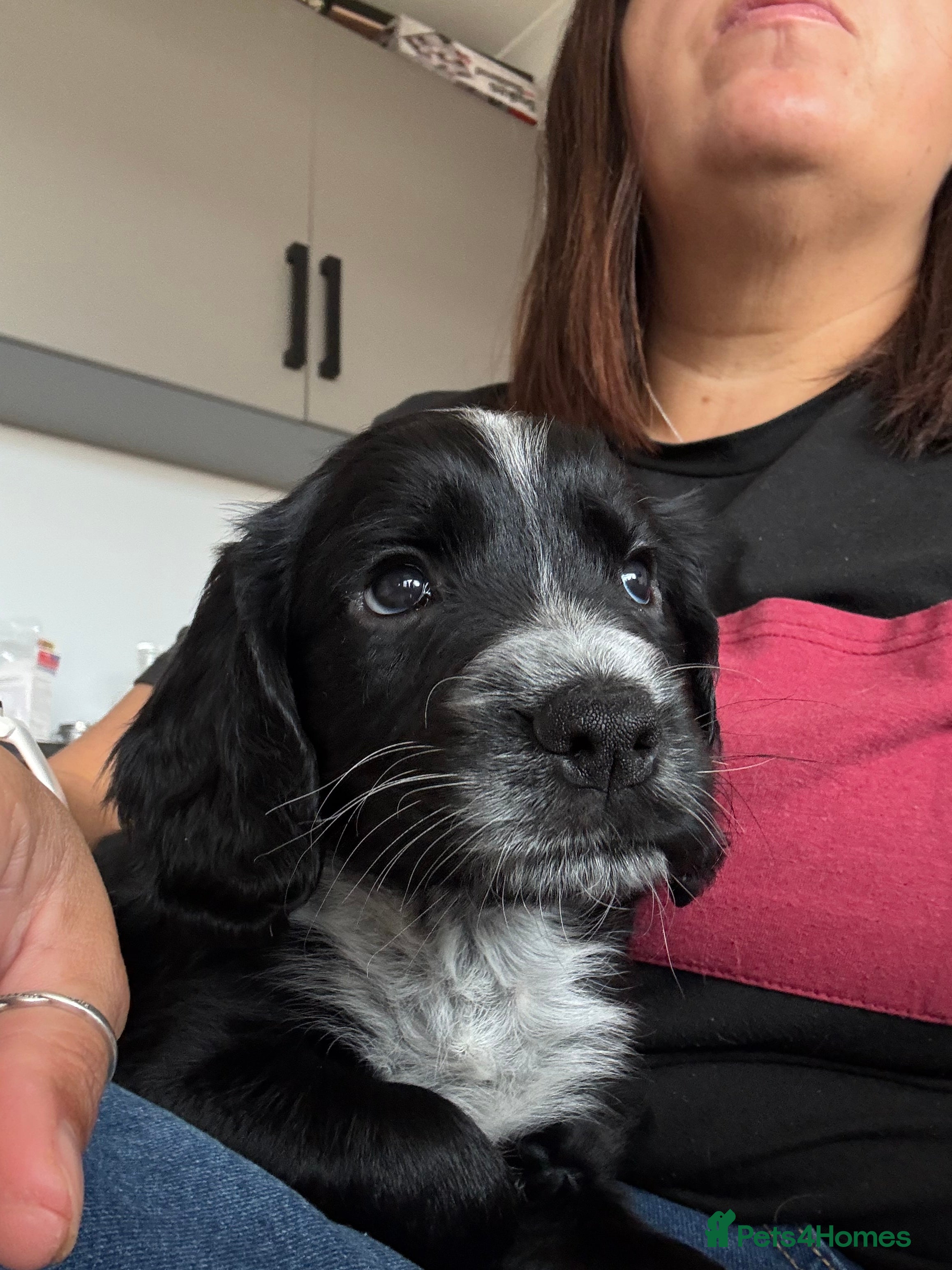 Sprocker dogs Sprocker spaniel  - Advert 2