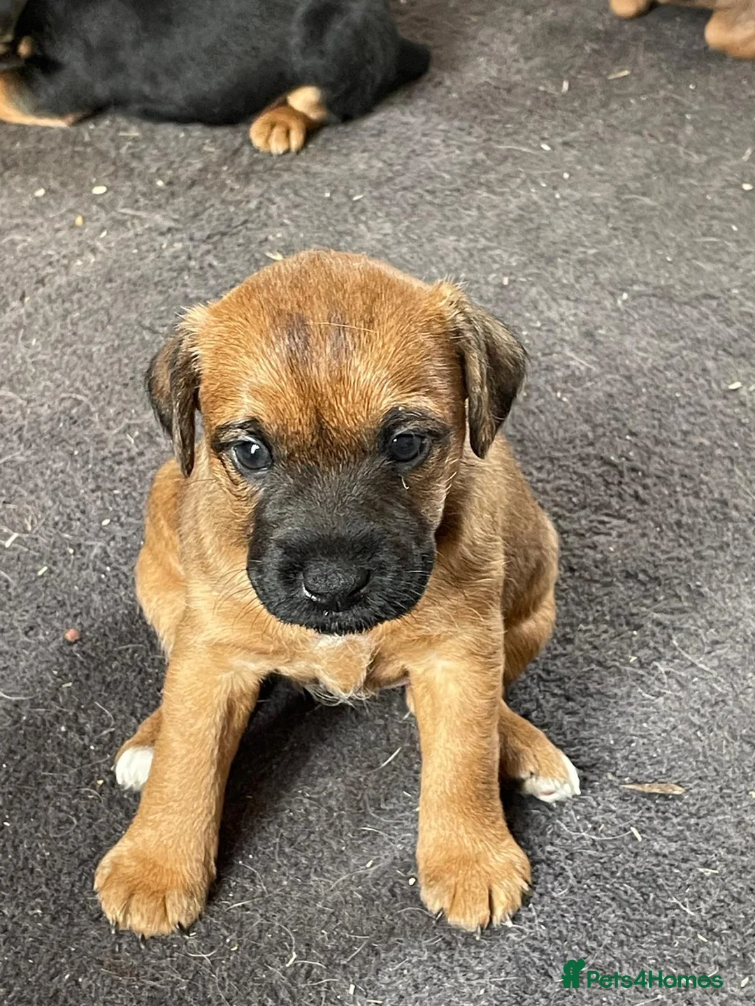 Mixed Breed dogs for sale: Strong terriers - Advert 1