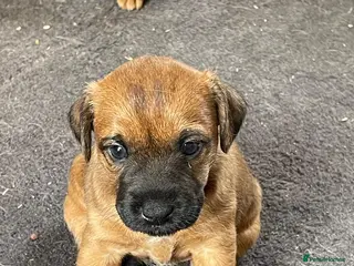 Mixed Breed dogs Strong terriers - Advert 2