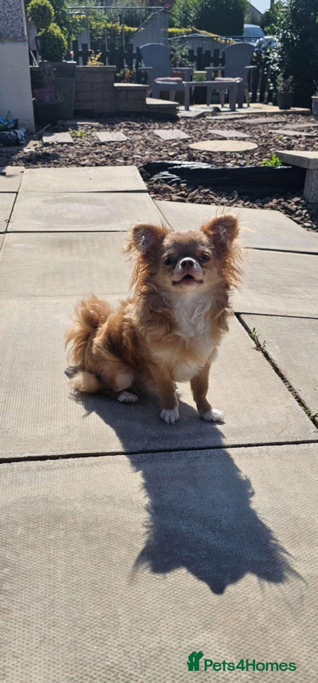 Chihuahua dogs for stud: Tiny russian/Thai kc lc chihuahua stud lilac fawn - Advert 4