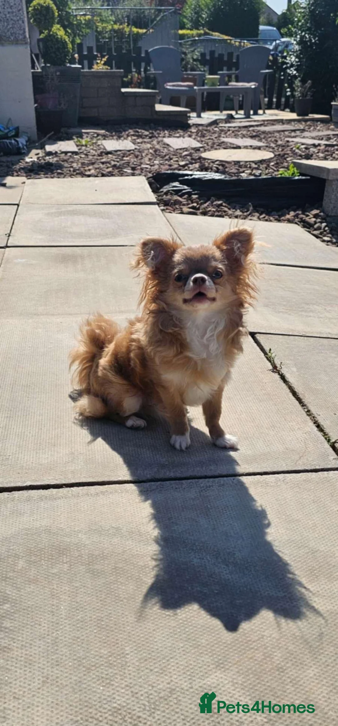 Chihuahua dogs for stud: Tiny health tested kc lc chihuahua stud lilac fawn - Advert 2