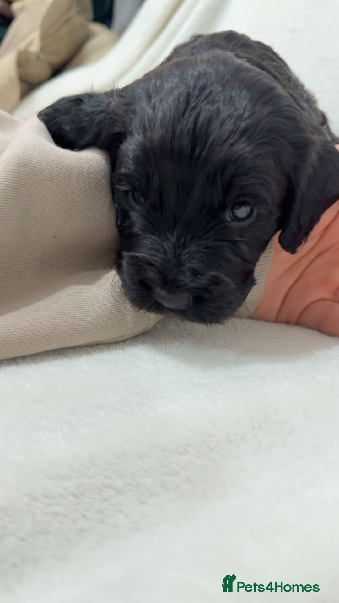 Cockapoo dogs for sale: Cockapoo puppies  - Image 15