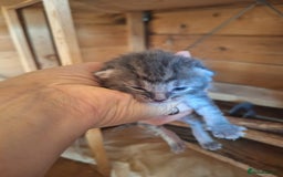 Mixed Breed cats for sale: 6x Mixed breed kittens - Image 4