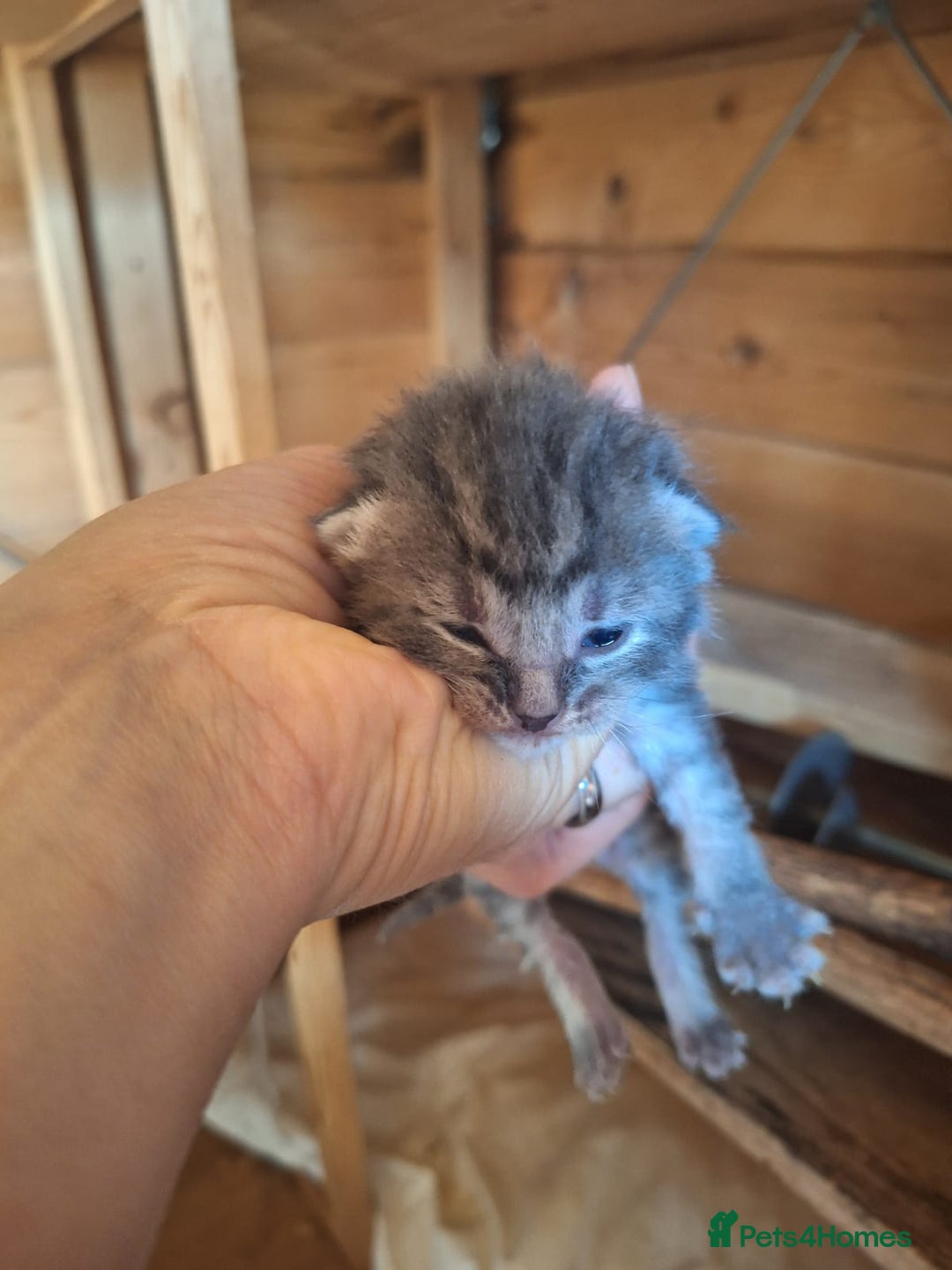 Mixed Breed cats for sale: 6x Mixed breed kittens - Image 4