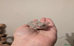 Mouse rodents for sale: 6 Beautiful Young Female Mice - Image 5