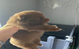Pomeranian dogs for stud: 💜🧡Lilac & tan KC stud Benji champions in line  in Guildford - Image 14
