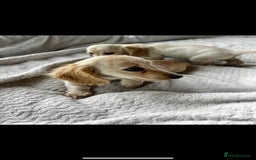 Miniature Dachshund dogs for sale: ♦️Mixed Cream Litter 🐶🌟 - Image 3