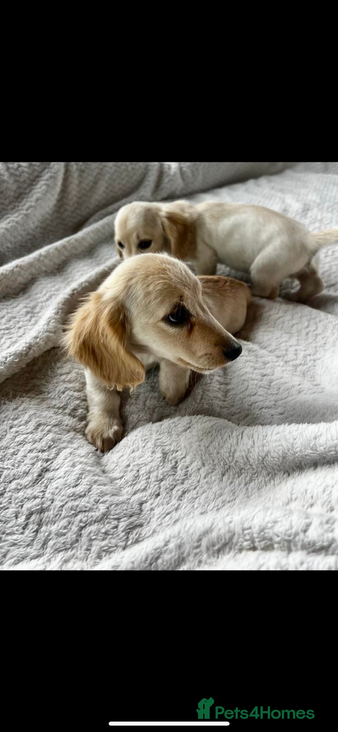 Miniature Dachshund dogs for sale: ♦️Mixed Cream Litter 🐶🌟 - Image 3