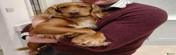 Cocker Spaniel dogs for sale: Fully Health Tested KC Reg Working Cocker Spaniels in Sheffield - Advert 6