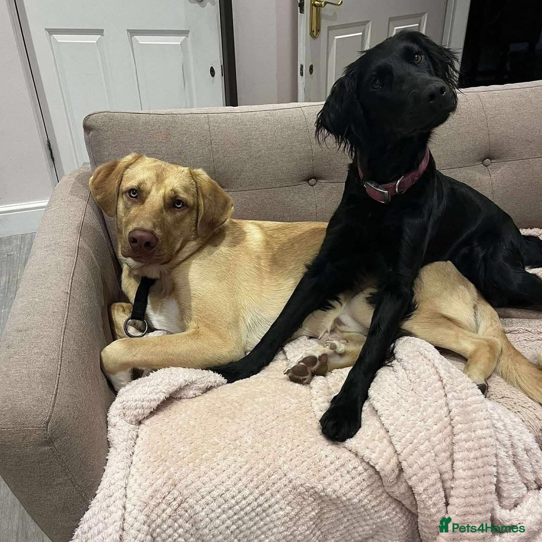 Mixed Breed dogs for adoption: 💚 Monty - big beauty needing a family to love💚 - Advert 9