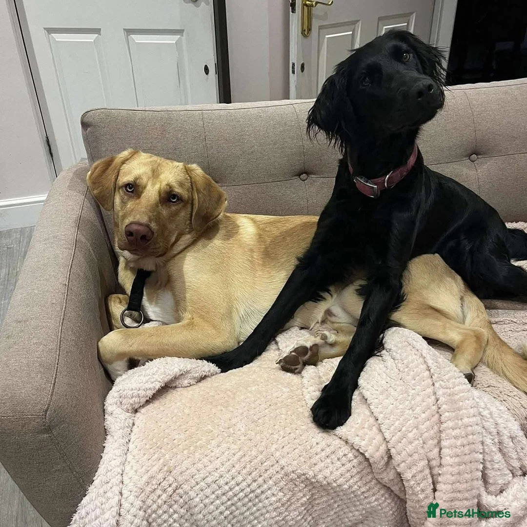 Mixed Breed dogs for adoption: 💚 Monty - big beauty needing a family to love💚 - Advert 9