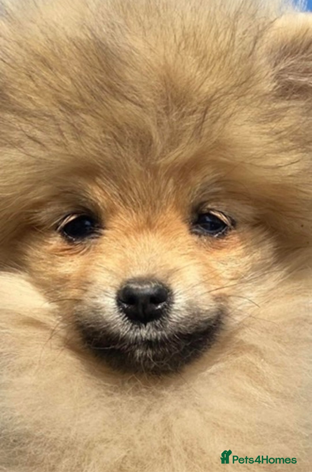 Pomeranian dogs for stud: FOR STUD-Beautiful KC Reg Cream/Wolf Sable in Burry Port - Image 8