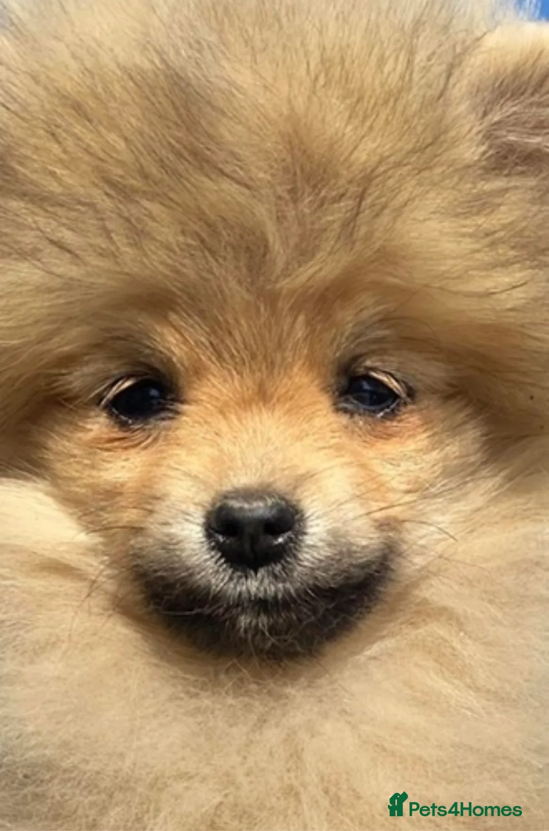 Pomeranian dogs for stud: FOR STUD-Beautiful KC Reg Cream/Wolf Sable in Burry Port - Advert 8