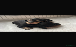 Miniature Dachshund dogs for sale: Black & Cream Long Haired - Image 7