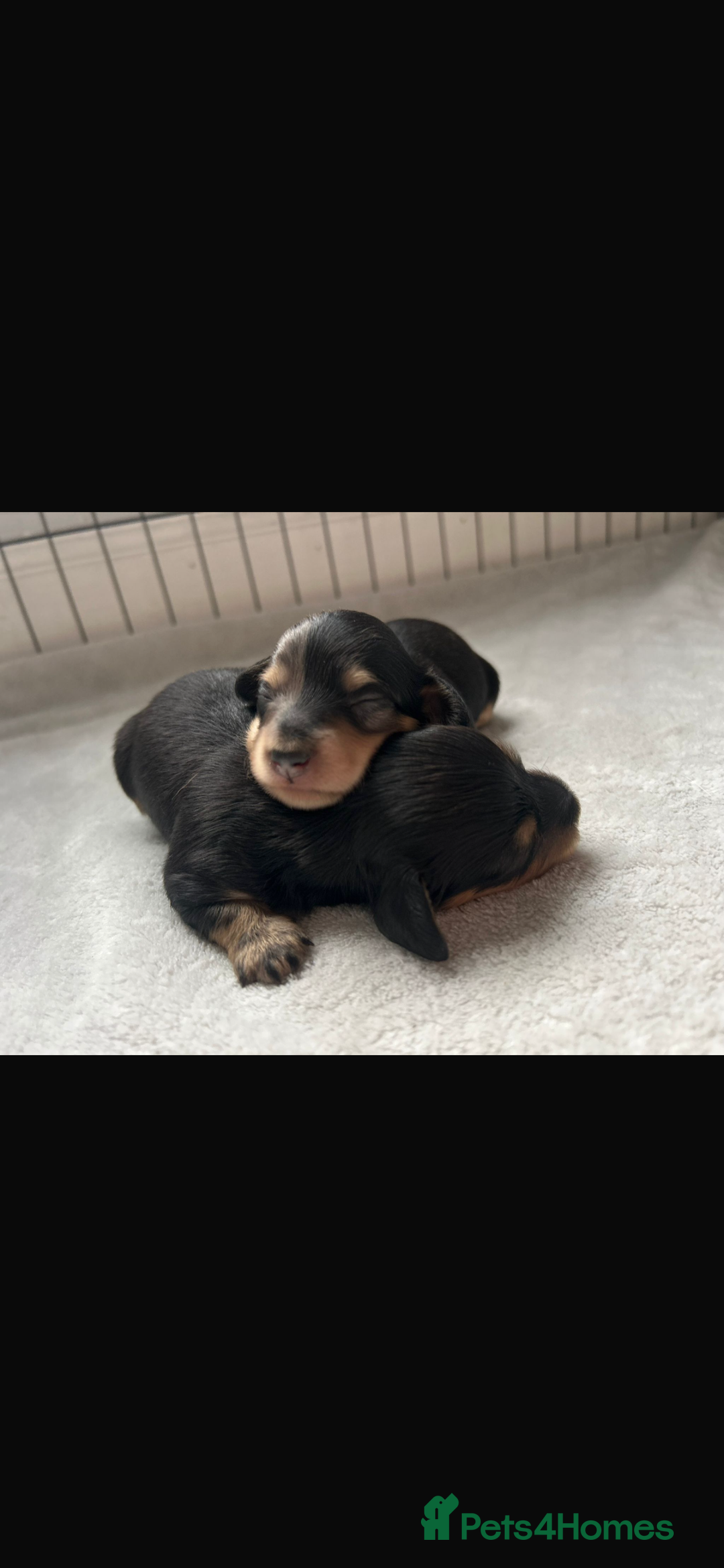 Miniature Dachshund dogs for sale: Black & Cream Long Haired - Image 7