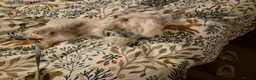 Maltese dogs for stud: Mimi Maltese  - Advert 3