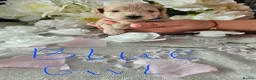 Maltipoo dogs for sale: Maltippo puppies  - Advert 1