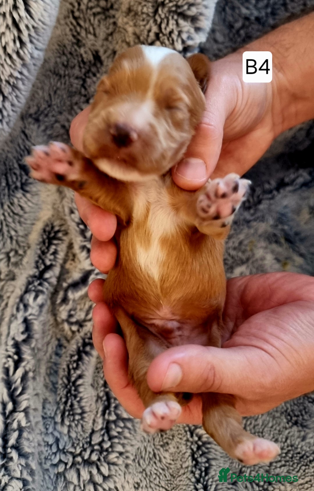 Cocker Spaniel dogs for sale: Stunning Working Cocker Spaniel Pups F1B  - Image 18