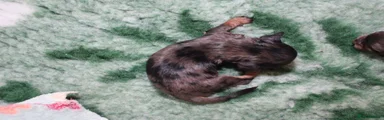 🐶Honey Estuarydawn - girl - Silver dapple and tan