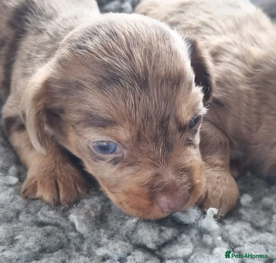 Mixed Breed dogs for sale: Wire Dachshund x Pomeranian - Advert 7
