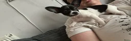 Mixed Breed dogs for sale: Dapple the 6 month old pup - Advert 12
