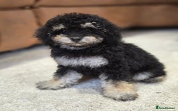 Toy Poodle dogs for sale: Gorgeous Tiny Toy Poodle Pups  - Image 3
