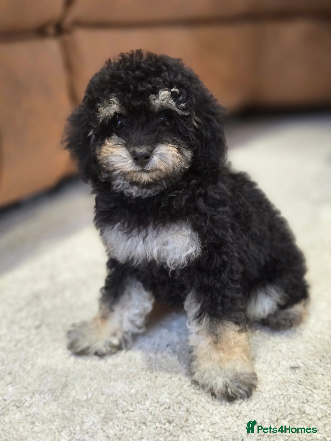 Toy Poodle dogs for sale: Gorgeous Tiny Toy Poodle Pups  - Image 3