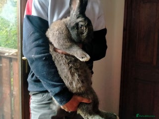 Continental Giant rabbits Pure breed giants - Advert 3