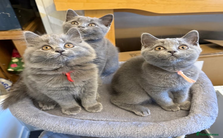 British Shorthair cats - Advert 4