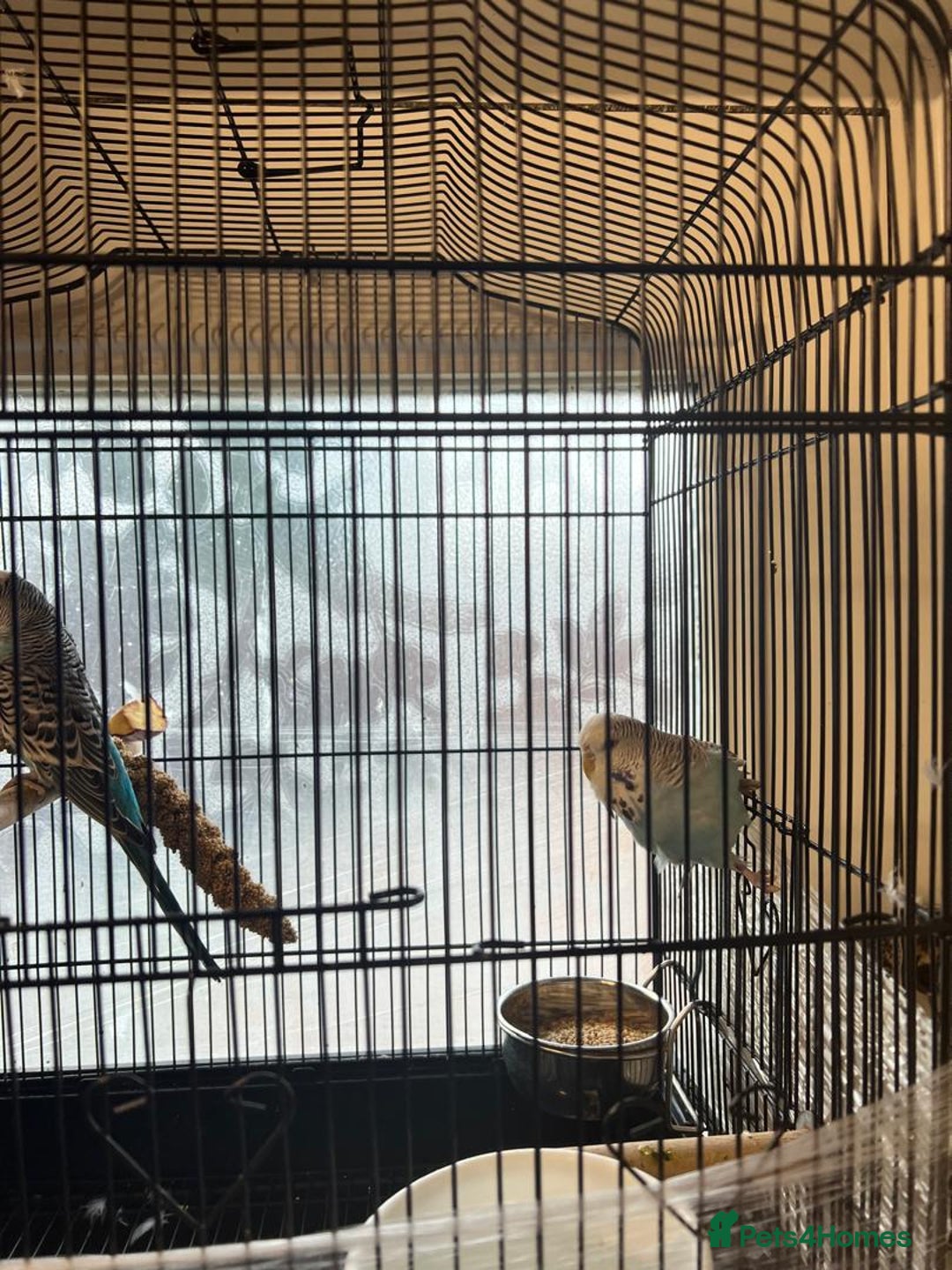 Budgerigars birds for sale: Married Budgerigars - Advert 4